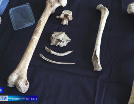 В Уфе у Монумента Дружбы на месте нового подземного перехода нашли кости мамонта