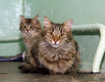 В Башкортостане вступил в силу закон об ответственном обращении с животными