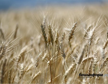 Урожай зерна в Башкортостане превысил 1 млн тонн