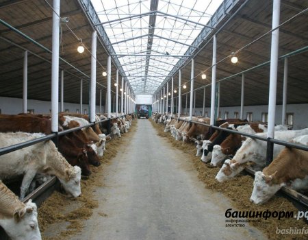 Перечень инвестпроектов Башкортостана дополнил проект по развитию крупного молочного хозяйства