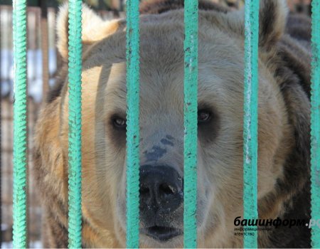 Одной из туристических достопримечательностей Башкортостана станет уфимский зоопарк