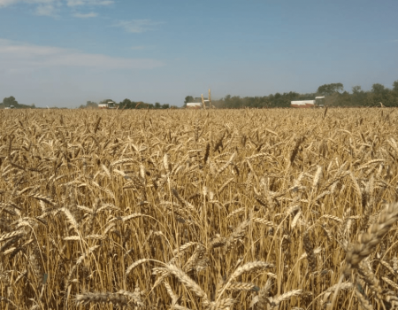 Хлеборобы Башкортостана за сутки собрали почти 120 тысяч тонн зерна