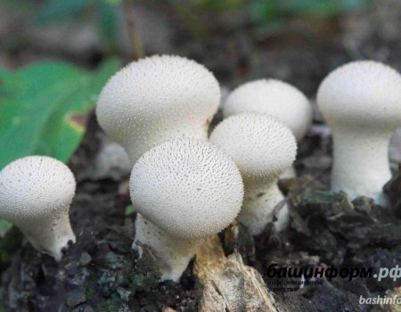 В Башкортостане 20 человек отравились грибами: Роспотребнадзор