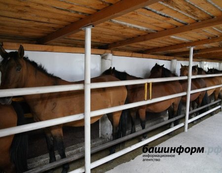 В Зауралье планируют построить комплексы по переработке конины и производству кумыса