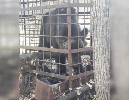 В Башкортостане истощенный медведь в клетке обрел новое жилье и хозяина
