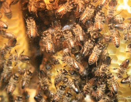 В Уфе пройдет региональный этап Worldskills по пчеловодству