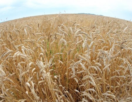 В Башкортостане собрали рекордный урожай зерна