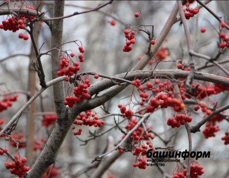 В Башкортостане прогнозируются гололедица и дождь со снегом