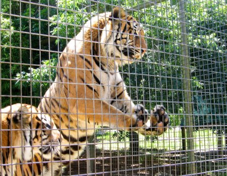 Жители Башкортостана могут присылать свои предложения по зоопарку в Уфе премьер-министру
