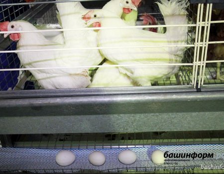 Минсельхоз Башкортостана рекомендует начать забой птицы из-за угрозы птичьего гриппа