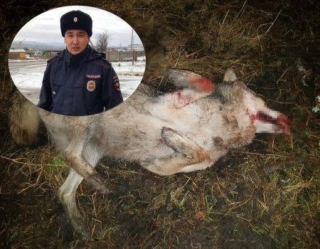 В Башкортостане волк едва не разорвал на части четырех человек, в том числе полицейского
