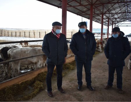 На юге Башкортостана планируют создать крупный кластер мясного скотоводства
