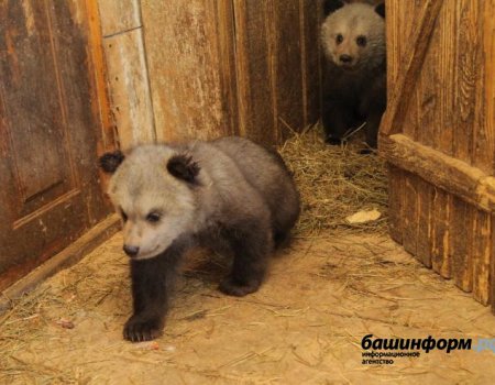 Парламент Башкортостана внес в Госдуму законопроект о запрете зверинцев на территории России