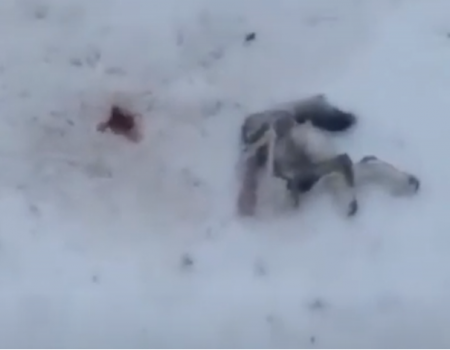 Появилось видео расправы волка над собакой: в Башкортостане погибли четыре домашних пса