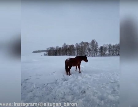 В Башкортостане волки напали на табун лошадей - видео