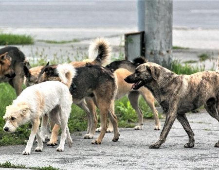 В Учалинском районе 4-х летний мальчик погиб от нападения стаи бродячих собак