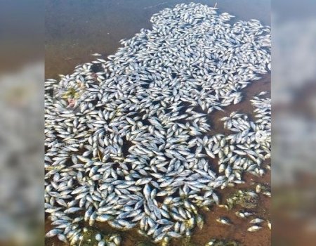Под Уфой обнаружена массовая гибель рыбы