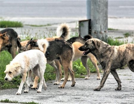 Пожизненное содержание одной бродячей собаки в приюте будет стоить свыше 400 тысяч рублей