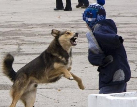Животные страхи: как в Башкортостане защитить людей от агрессии бродячих собак?