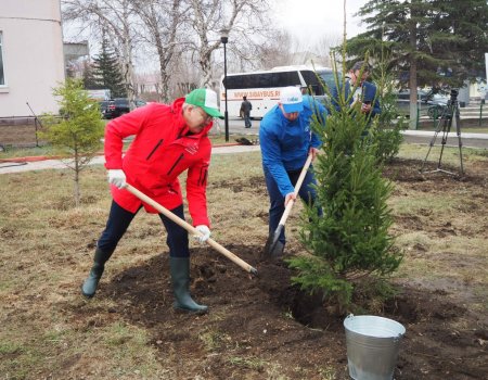 «Зеленая Башкирия»: в Сибае в двух скверах появились новые деревья