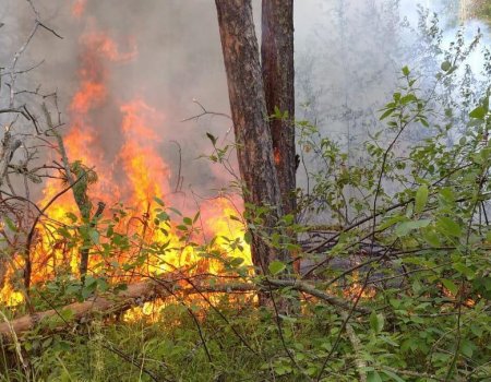 В Башкортостане за сутки зарегистрировано шесть лесных пожаров