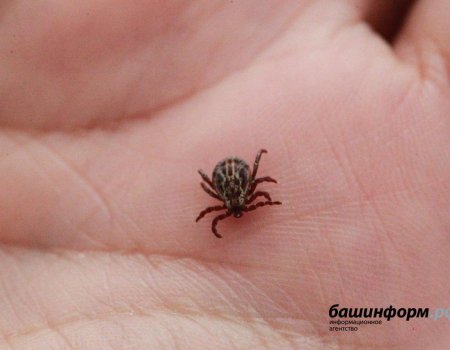 В Башкортостане от укусов клещей пострадали более 800 человек