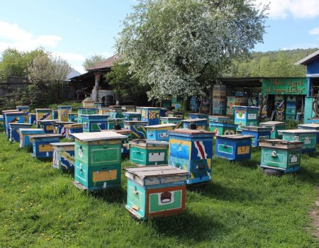 В Башкортостане открылся природный музей мёда