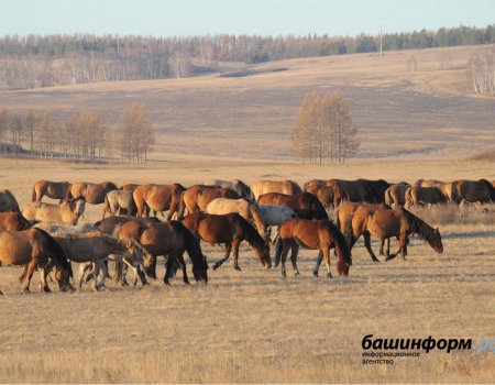 Ежегодно в третью субботу июля будет проводиться Фестиваль лошадей башкирской породы