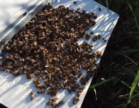 Пчеловоды Башкортостана заявили о массовой гибели пчел