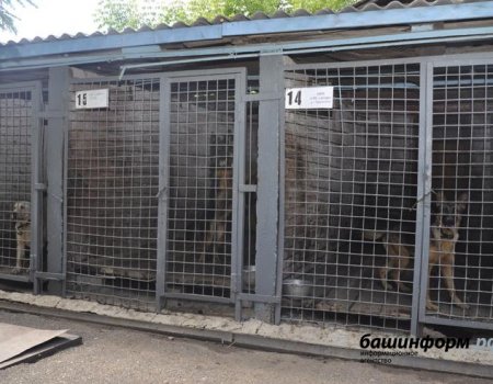Стоимость создания одного места в приюте для животных в Уфе составляет 168 тысяч рублей