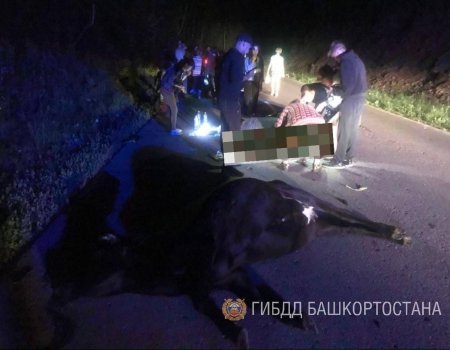 В Башкортостане 19-летний водитель мопеда врезался в корову