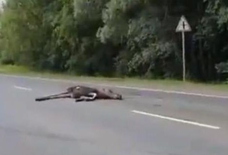 В Башкортостане в ДТП на трассе погибли водитель «Лады Ларгус» и сбитый им лось