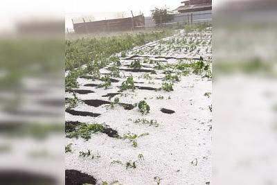 В деревне Чебаркуль Салаватского района град уничтожил посевы сельчан