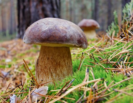 Роспотребнадзор по Башкортостану предупредил об опасной «грибной» болезни