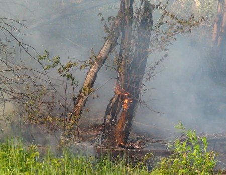 В Башкортостане горит 256 гектаров леса