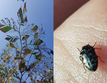 От листьев остается лишь скелет: в Башкортостане полчища черных жуков атакуют деревья