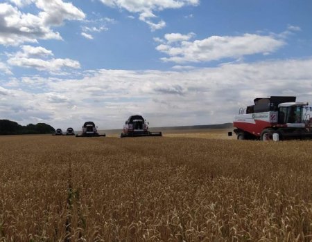 В Башкортостане намолочено почти 400 тысяч тонн зерна