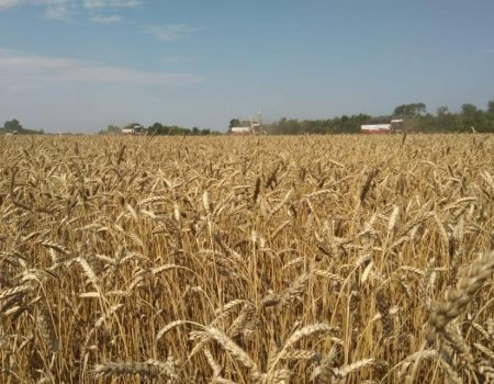 В Башкортстане намолочено полмиллиона тонн зерна нового урожая