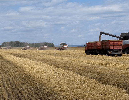 В Башкортостане собрали более 720 тысяч тонн зерна - Минсельхоз