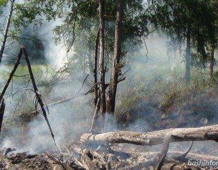В Башкортостане за сутки появилось 7 новых очагов лесных пожаров