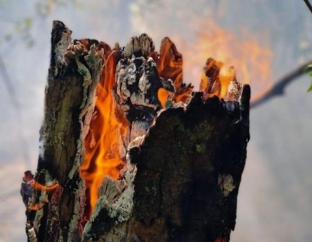 В МЧС по Башкортостану сообщили оперативную информацию по лесным пожарам в регионе