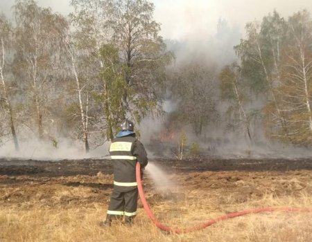 На борьбу с лесными пожарами будет дополнительно выделено 24 млрд рублей