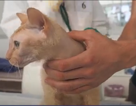Молодые ветеринары на WorldSkills в Уфе демонстрировали навыки на настоящих животных