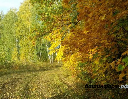 Синоптики рассказали, какая погода ждет жителей Башкортостана в сентябре