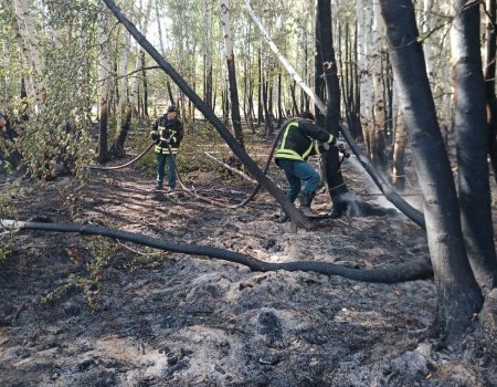 В Башкортостане потушен самый сложный лесной пожар, зарегистрирован один новый