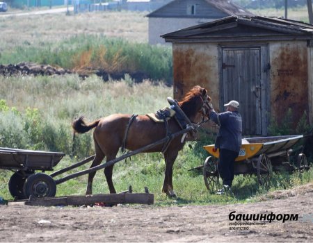 В Башкортостане подводят итоги состоявшейся сельхозпереписи