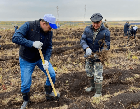 В Чишминском районе Башкортостана посадили более 4,5 тысяч саженцев липы