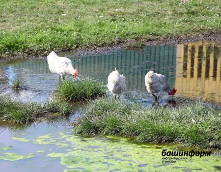 В двух населенных пунктах Башкортостана введен карантин по птичьему гриппу