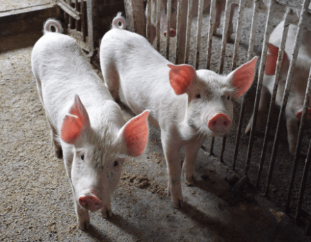 Африканская чума свиней подступает к границам Башкортостана