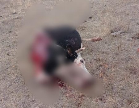 В Башкортостане неизвестные расстреляли и расчленили домашний скот